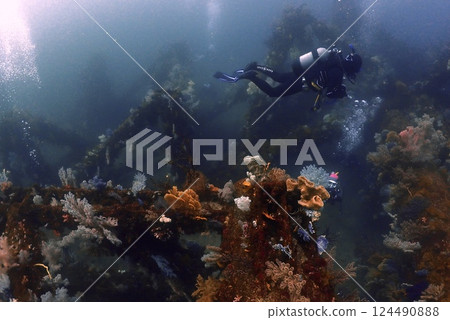 真鶴岩岬的軟珊瑚 124490888