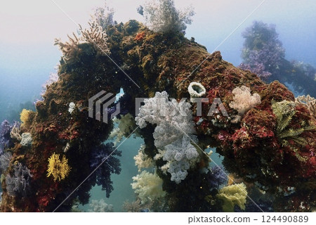 真鶴岩岬的軟珊瑚 124490889