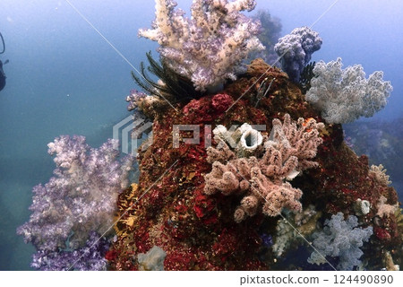 真鶴岩岬的軟珊瑚 124490890
