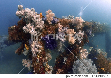 真鶴岩岬的軟珊瑚 124490894