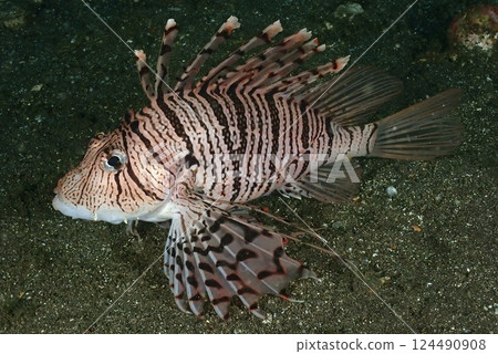 Hanturkey魚 Hanturkey魚 124490908