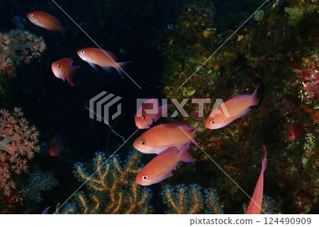 非常漂亮的魚 非常漂亮的魚 124490909