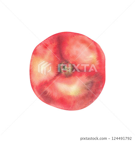 Tomato top view. Watercolor closeup one red vegetable. Juicy ripe tomato whole fruit hand drawn illustration. Clipart for your food, garden harvest label design, print. isolated from white background. 124491792