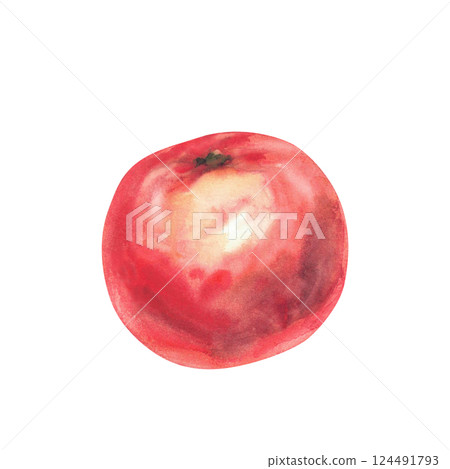 Red tomato. Watercolor vegetables juicy ripe tomato fruit hand drawn illustration. Realistic clipart for food, garden harvest label design, kitchen fabric design element isolated from white background Red tomato. Watercolor vegetables juicy ripe tomato fruit hand drawn illustration. Realistic clipart for food, garden harvest label design, kitchen fabric design element isolated from white background 124491793