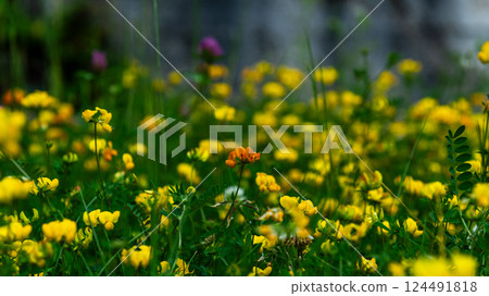 Lathyrus pratensis or meadow vetchling, yellow pea, meadow pea and meadow pea-vine 124491818