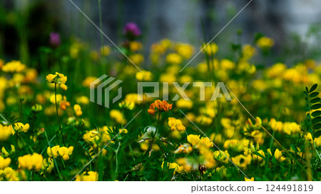 Lathyrus pratensis or meadow vetchling, yellow pea, meadow pea and meadow pea-vine Lathyrus pratensis or meadow vetchling, yellow pea, meadow pea and meadow pea-vine 124491819