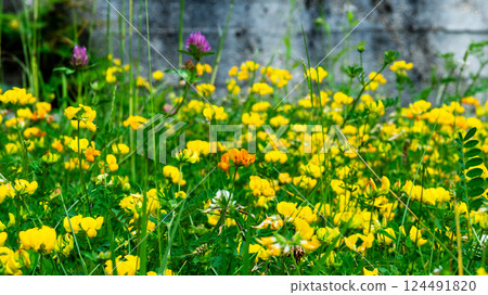 Lathyrus pratensis or meadow vetchling, yellow pea, meadow pea and meadow pea-vine Lathyrus pratensis or meadow vetchling, yellow pea, meadow pea and meadow pea-vine 124491820
