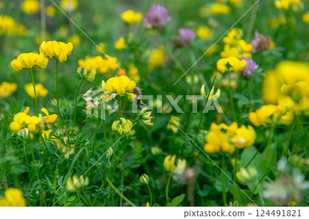 Lathyrus pratensis or meadow vetchling, yellow pea, meadow pea and meadow pea-vine Lathyrus pratensis or meadow vetchling, yellow pea, meadow pea and meadow pea-vine 124491821