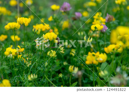 Lathyrus pratensis or meadow vetchling, yellow pea, meadow pea and meadow pea-vine 124491822