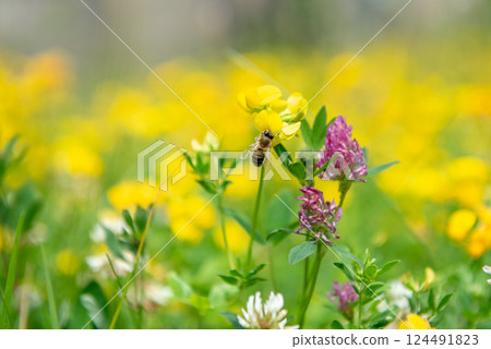 Lathyrus pratensis or meadow vetchling, yellow pea, meadow pea and meadow pea-vine 124491823