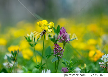 Lathyrus pratensis or meadow vetchling, yellow pea, meadow pea and meadow pea-vine Lathyrus pratensis or meadow vetchling, yellow pea, meadow pea and meadow pea-vine 124491826