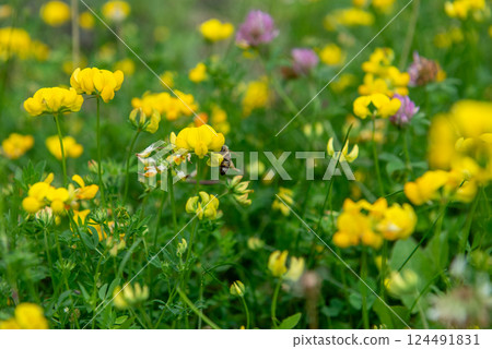 Lathyrus pratensis or meadow vetchling, yellow pea, meadow pea and meadow pea-vine 124491831