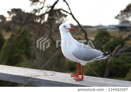 The BIG seagull on wood walkway in nature garden 124492097