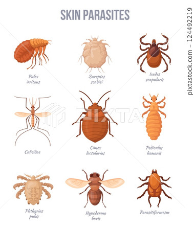 Human skin parasites. Parasitic insect bugs, house dangerous pests Vermin ticks dog flea pediculus mosquitos malaria infection medicine biological banner, neat vector illustration 124492219