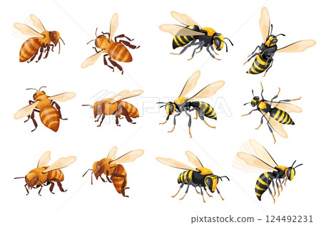 Cartoon wasp set. Realistic wasps hive, honeybee flying hornet bee worker and bumblebee european insect black yellow stripes fly bug for flower honey mead, neat vector illustration Cartoon wasp set. Realistic wasps hive, honeybee flying hornet bee worker and bumblebee european insect black yellow stripes fly bug for flower honey mead, neat vector illustration 124492231