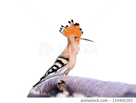 Singing Hoopoe isolated 124492265