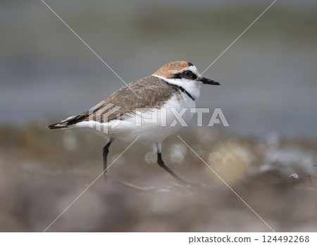 A close-up of a male Kentish plover (Anarhynchus alexandrinus) in breeding plumage A close-up of a male Kentish plover (Anarhynchus alexandrinus) in breeding plumage 124492268