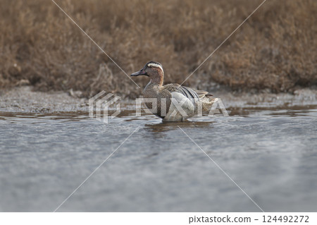 Male garganey (Spatula querquedula) in breeding plumage 124492272