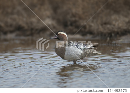 Male garganey (Spatula querquedula) in breeding plumage Male garganey (Spatula querquedula) in breeding plumage 124492273