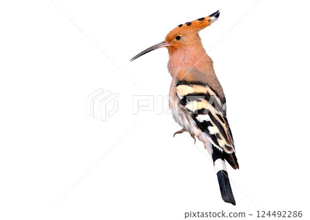 Singing Hoopoe isolated 124492286