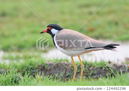 red-wattled lapwing (Vanellus indicus) red-wattled lapwing (Vanellus indicus) 124492296