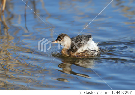adult little grebe (Tachybaptus ruficollis) adult little grebe (Tachybaptus ruficollis) 124492297