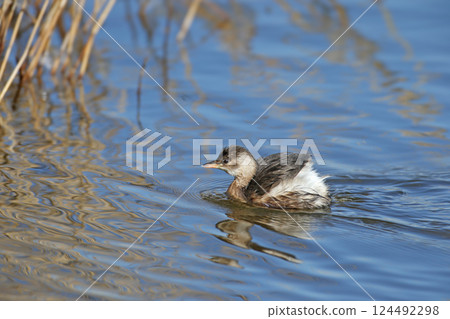 adult little grebe (Tachybaptus ruficollis) adult little grebe (Tachybaptus ruficollis) 124492298