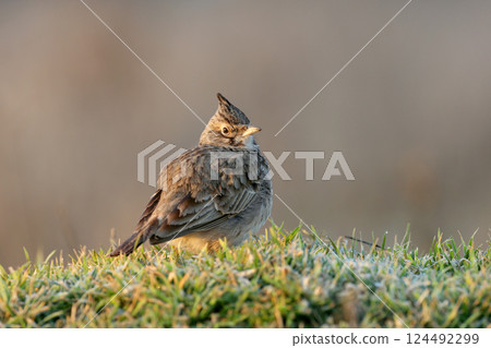 Morning Crested Larks (Galerida cristata) Morning Crested Larks (Galerida cristata) 124492299