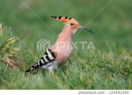 The first hoopoe of 2025 The first hoopoe of 2025 124492300