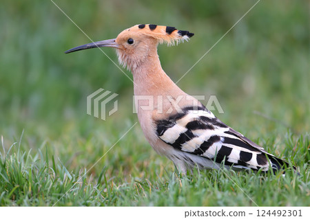 The first hoopoe of 2025 The first hoopoe of 2025 124492301