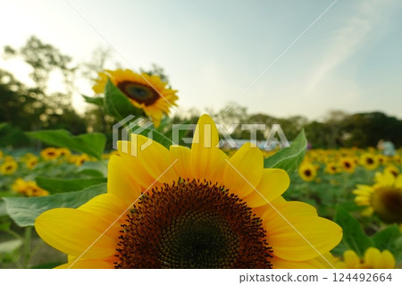 Field of sunflowers with the bright sunlight. Sunflower photos on the rear. Sunflowers are the flowers like sunny 124492664
