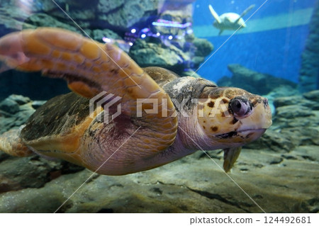 海龜（愛知縣名古屋市名古屋港水族館） 124492681