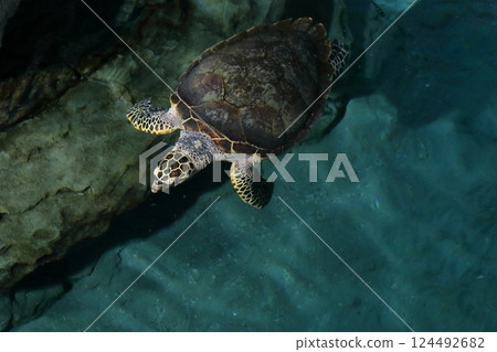 Sea turtles (Nagoya Port Aquarium, Nagoya City, Aichi Prefecture) Sea turtles (Nagoya Port Aquarium, Nagoya City, Aichi Prefecture) 124492682