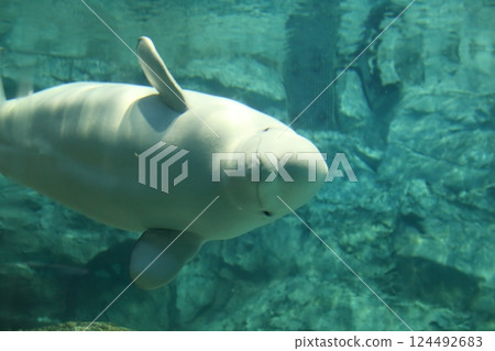 Beluga whale (Port of Nagoya Public Aquarium, Minato Ward, Nagoya City, Aichi Prefecture) Beluga whale (Port of Nagoya Public Aquarium, Minato Ward, Nagoya City, Aichi Prefecture) 124492683