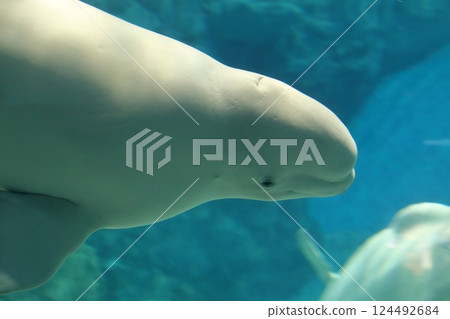 Beluga whale (Port of Nagoya Public Aquarium, Minato Ward, Nagoya City, Aichi Prefecture) Beluga whale (Port of Nagoya Public Aquarium, Minato Ward, Nagoya City, Aichi Prefecture) 124492684