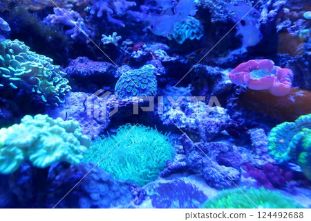 美麗的珊瑚礁（愛知縣名古屋市名古屋港水族館） 124492688