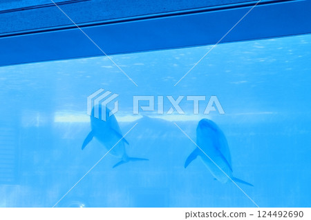 Aquarium dolphin Aquarium dolphin 124492690