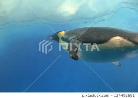 游泳的企鵝 帝王企鵝 游泳的企鵝 帝王企鵝 124492691