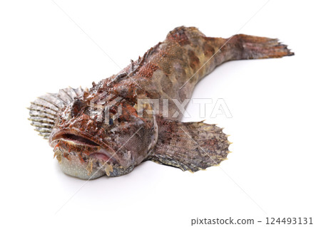 Sculpin (Woolly Sculpin) 124493131