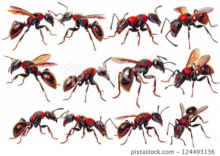 Row of red ants are shown in a row. Row of red ants are shown in a row. 124493136