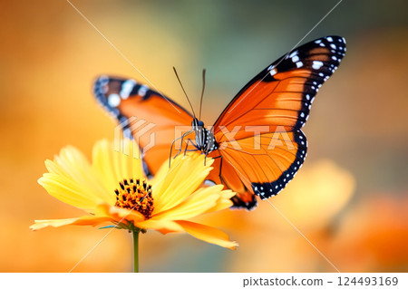 Butterfly is perched on a yellow flower. Butterfly is perched on a yellow flower. 124493169