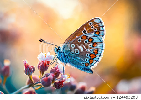 Blue and orange butterfly is perched on a flower Blue and orange butterfly is perched on a flower 124493208