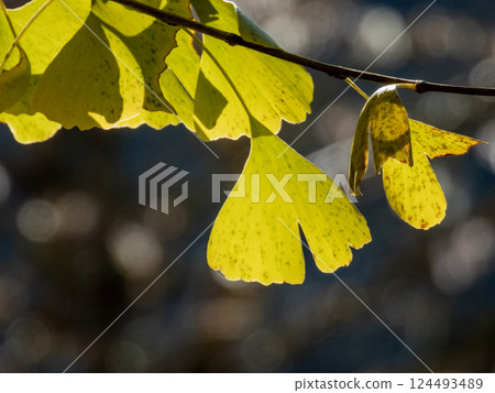 Autumn leaves of Kawami Shikizakura no Sato Autumn leaves of Kawami Shikizakura no Sato 124493489