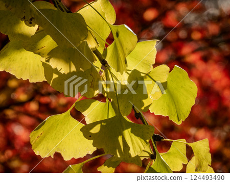 Autumn leaves of Kawami Shikizakura no Sato Autumn leaves of Kawami Shikizakura no Sato 124493490