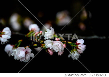 Sasabezakura at Sakuramori Park in Okamoto, Kobe, Hyogo Prefecture 124494211