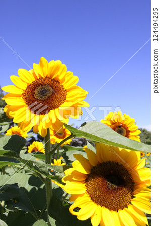 Sunflowers blooming in Sao Paulo state, Brazil 124494295