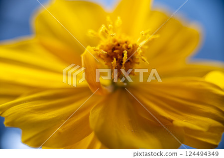A super macro photo of a yellow Cosmos sulphureus from Luzon, Philippines. Close-up view of stamen A super macro photo of a yellow Cosmos sulphureus from Luzon, Philippines. Close-up view of stamen 124494349