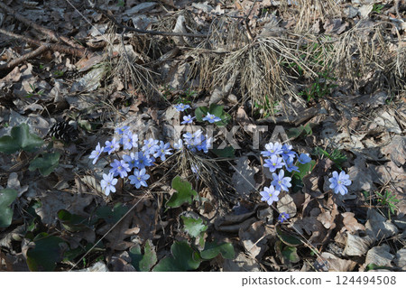 Blue wildflowers blooming among fallen leaves in a sunny woodland setting. Blue wildflowers blooming among fallen leaves in a sunny woodland setting. 124494508