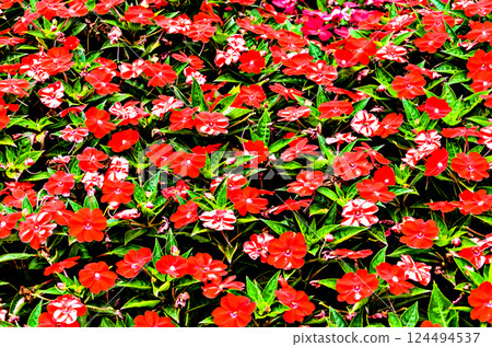 blossom, flower, leaf 124494537