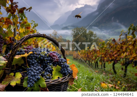 Harvested Grapes in a Vineyard with Vibrant Foliage and Misty Mountains 124494641